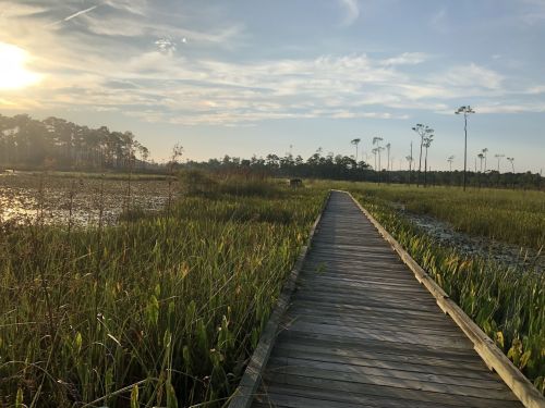 A wooden boardwalk stretches through tall grass and marshland, with a sunset illuminating the serene landscape.