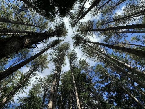 Looking up at tall trees against a blue sky with scattered clouds, creating a serene forest atmosphere.