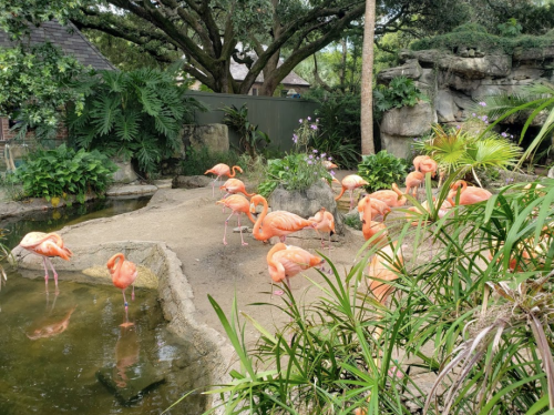 A group of flamingos stands near a pond surrounded by lush greenery and rocks in a natural habitat setting.