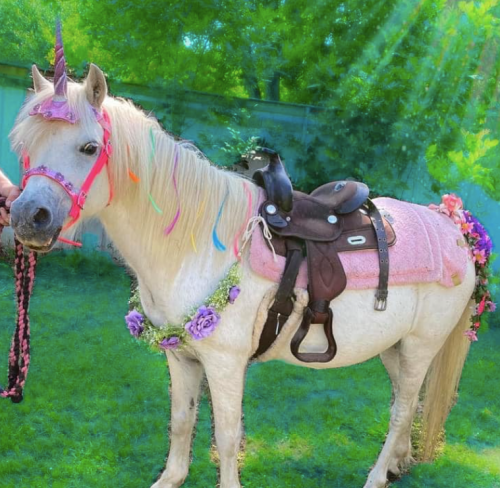 A decorated white pony with a unicorn horn, colorful mane, and floral accessories stands in a sunny green yard.