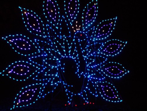 A vibrant peacock made of blue and purple lights, displayed against a dark background.