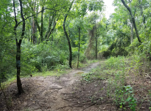 A winding dirt path through a lush, green forest with dense trees and underbrush.