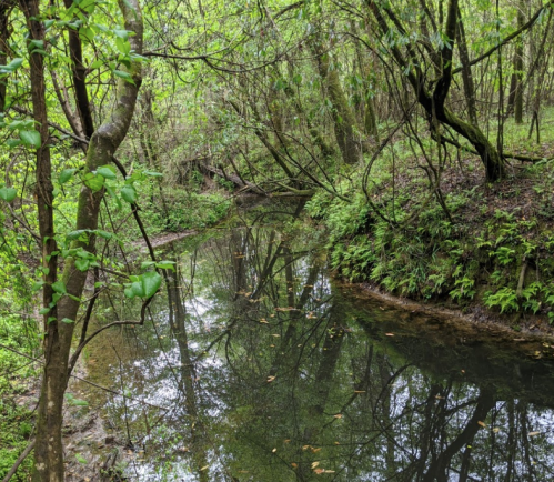 A serene forest scene featuring a calm creek surrounded by lush greenery and reflections in the water.