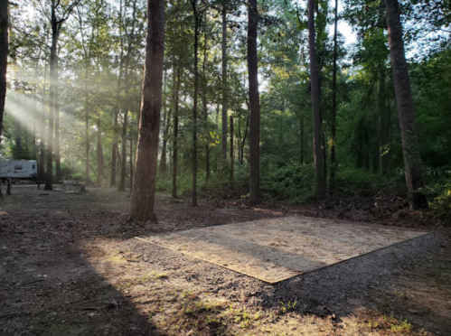 Cleared area in a forest with sunlight filtering through trees, surrounded by greenery and a camping setup in the background.