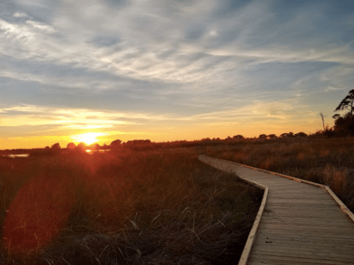 A wooden boardwalk winds through tall grass, leading towards a vibrant sunset over a calm waterway.