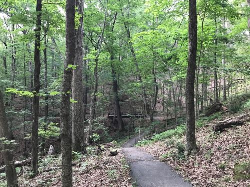 A winding path through a lush green forest with tall trees and dappled sunlight filtering through the leaves.
