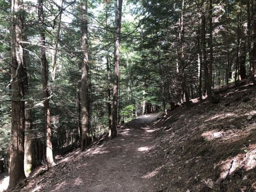 A narrow dirt path winding through a dense forest of tall trees and dappled sunlight.
