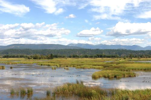 A serene wetland landscape with water, tall grasses, and distant mountains under a blue sky with fluffy clouds.