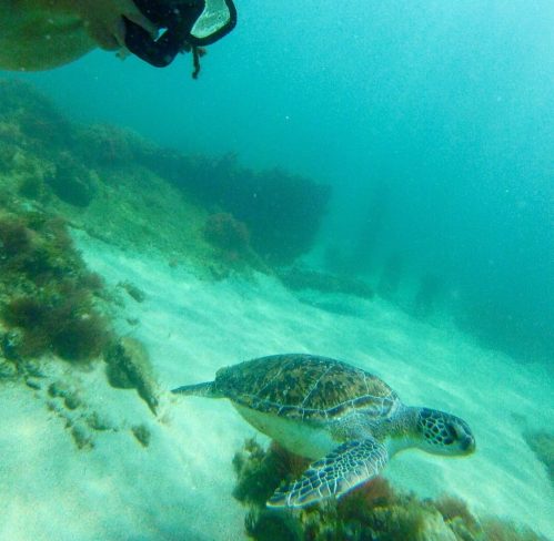 A sea turtle swims gracefully underwater, with a diver's hand and snorkel visible in the corner of the image.