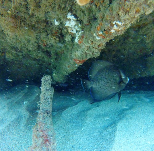 A fish swims under a rocky ledge in clear water, with sand and marine life visible in the background.