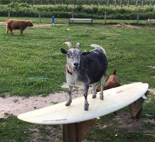 A goat stands on a surfboard in a grassy field, with cows grazing in the background.