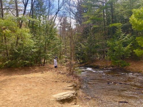 A person stands by a stream in a wooded area, surrounded by trees and a clear blue sky.