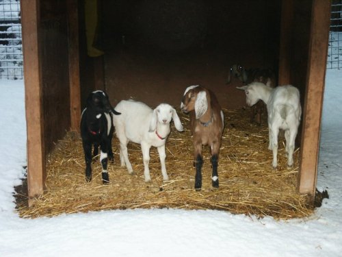 Four goats, two white, one black, and one brown, stand in a snowy barn with straw on the ground.