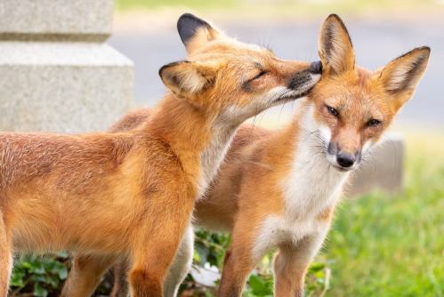 Two foxes nuzzle each other affectionately in a grassy area near a stone structure.