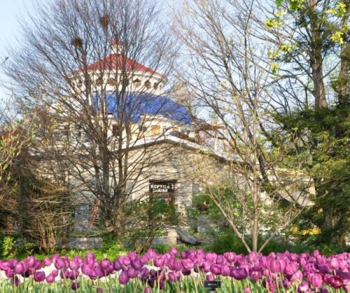 A colorful garden with purple tulips in front of a historic building with a blue and red roof, surrounded by trees.