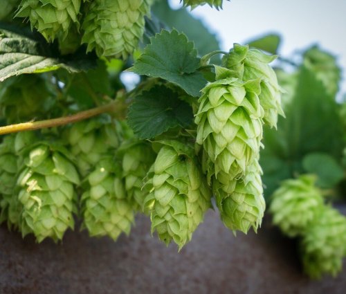 Close-up of green hop cones growing on a vine, surrounded by green leaves against a blurred background.