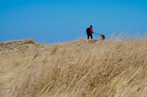 A person in a red jacket walks a dog along a grassy hill under a clear blue sky.