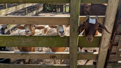 Three goats peek through a wooden fence, with one goat having a distinctive white patch on its head.
