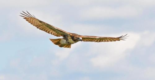 A hawk soaring gracefully in the sky, wings outstretched against a backdrop of fluffy clouds.
