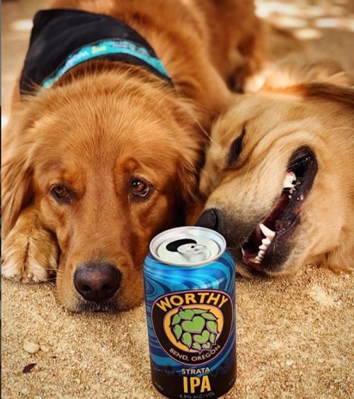Two golden retrievers resting on the ground beside a can of Worthy Strata IPA beer.