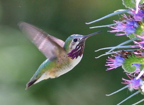 A colorful hummingbird hovers near vibrant purple flowers, showcasing its iridescent feathers.