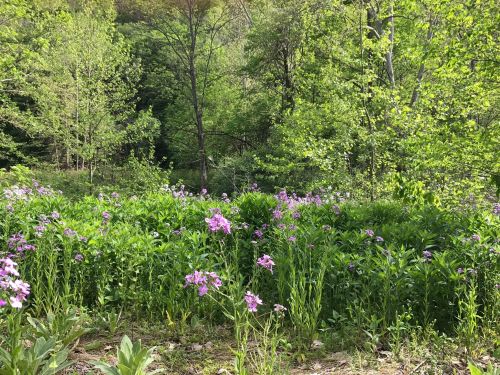 A lush green landscape filled with blooming purple flowers, surrounded by trees and vibrant foliage.