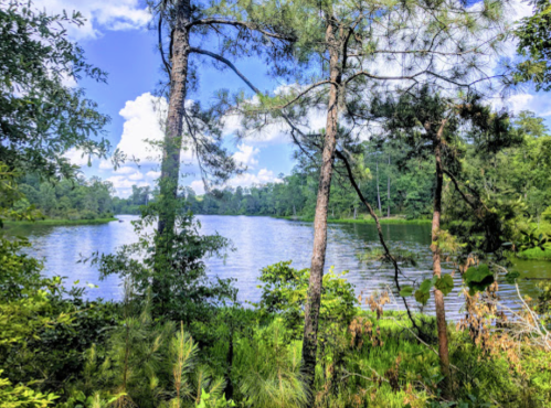 A serene lake surrounded by lush greenery and tall trees under a bright blue sky with fluffy clouds.