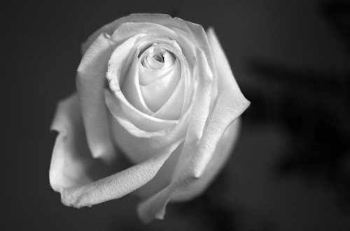 A close-up of a white rose in black and white, showcasing its delicate petals and intricate spiral center.