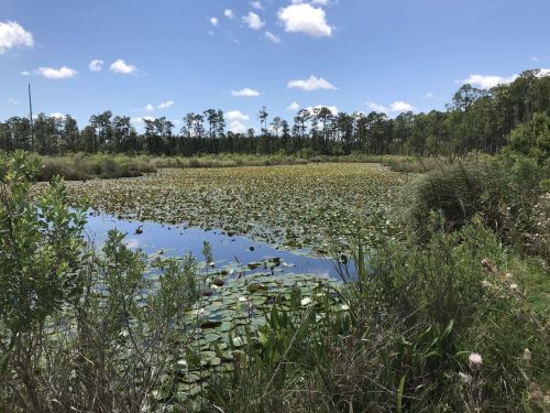 A serene wetland scene with water lilies, lush greenery, and a clear blue sky dotted with clouds.