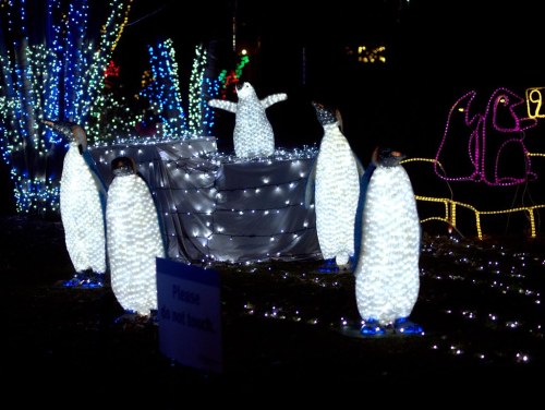 A festive display of illuminated penguin figures surrounded by colorful lights in a dark setting.