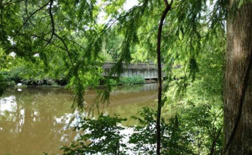 A serene view of a river surrounded by lush greenery, with a bridge visible in the background.