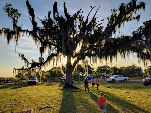 Silhouetted tree with Spanish moss at sunset, people walking nearby on a grassy area.