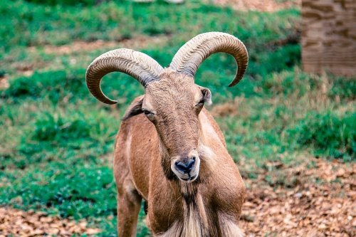 A close-up of a goat with large, curved horns, standing on green grass with a blurred background.