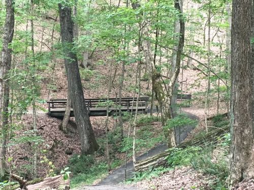 A wooden bridge spans a path through a lush, green forest with trees and fallen leaves.
