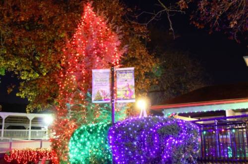 Colorful Christmas lights adorn trees and bushes in a festive outdoor setting at night.