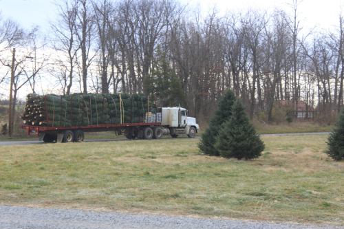 A truck loaded with stacked logs drives past a grassy area with a small evergreen tree and bare trees in the background.