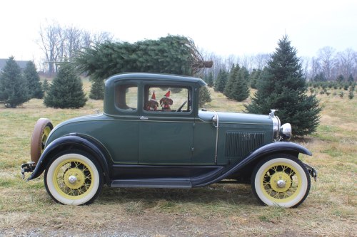 A vintage car with a Christmas tree on top, parked in a field of evergreen trees, with a dog peeking out the window.