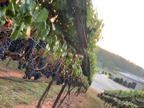 A vineyard at dawn, featuring rows of grapevines laden with dark grapes and soft morning light.