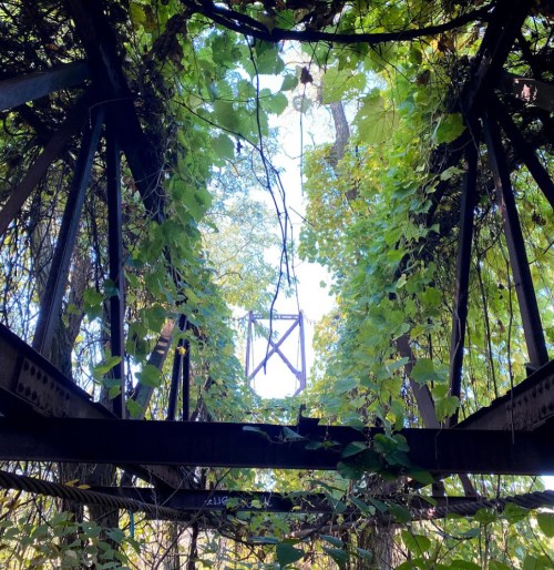 View looking up through a rusted structure, surrounded by dense green foliage and vines.