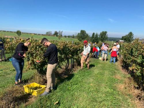 People harvesting grapes in a vineyard on a sunny day, with rows of vines and a clear blue sky in the background.