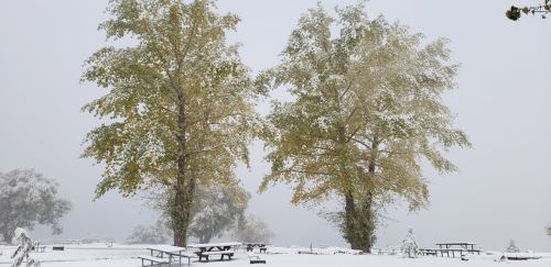 Two tall trees with yellow leaves covered in snow, surrounded by a snowy landscape and picnic tables.