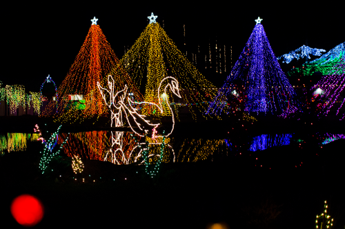 Colorful illuminated Christmas trees and swans reflected in water, creating a festive night scene.