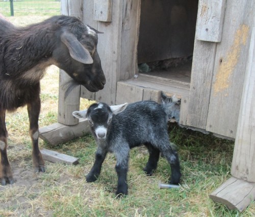 A black and white baby goat stands near a larger goat by a wooden shed on grassy ground.