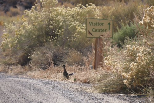 A bird stands near a sign pointing to the Visitor Center, surrounded by dry vegetation and gravel road.