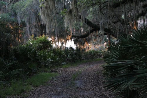A serene forest path lined with lush greenery and hanging moss, illuminated by soft light in the background.