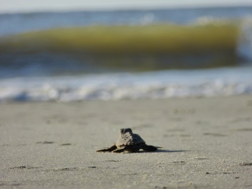 A small turtle crawls across a sandy beach with gentle waves in the background.