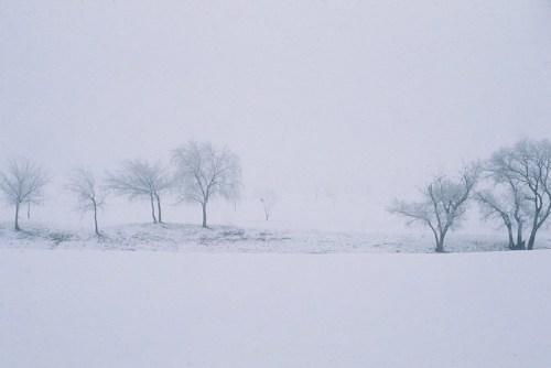 A serene winter landscape with bare trees partially obscured by falling snow and a foggy atmosphere.