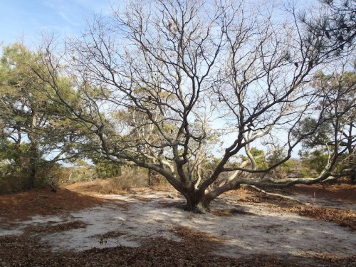 A bare tree with sprawling branches stands in a sandy area surrounded by sparse greenery and fallen leaves.