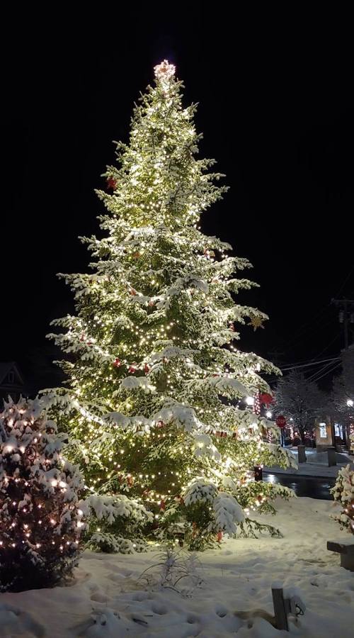 A beautifully lit Christmas tree covered in snow, surrounded by smaller decorated shrubs at night.