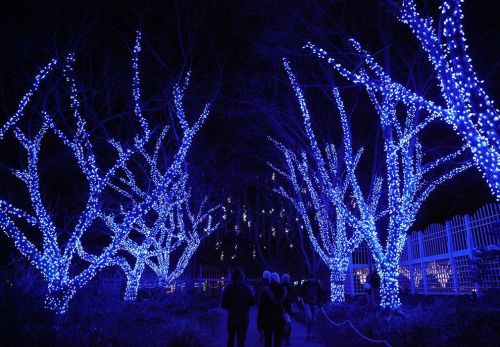 A pathway lined with trees illuminated by vibrant blue lights, with two people walking in the distance.